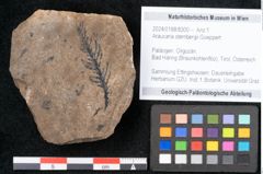 Foto (Objekt + Etikett) von Araucaria sternbergii Goeppert (NHMW-GEO-2024-0188-8300)
